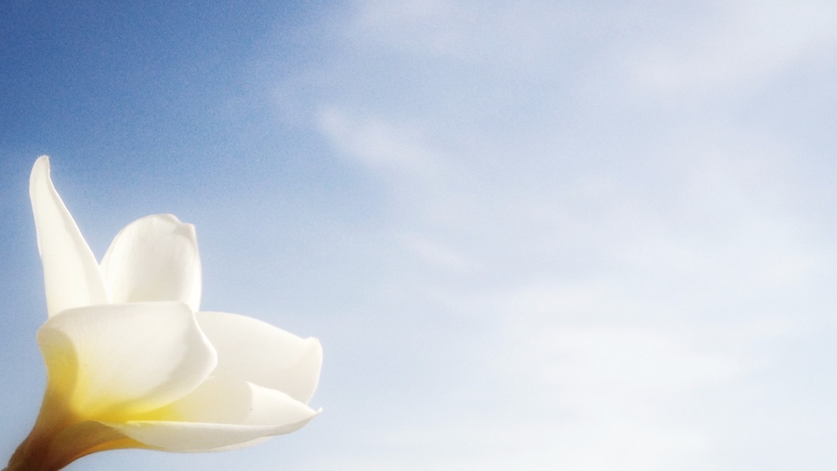 Plumeria flower